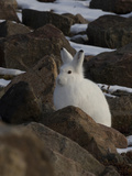 Arctic Hare (Lepus Arcticus) Grise Fiord  Ellesmere Island  High Arctic Nunavut  Canada