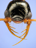 Head of the Ant (Thaumatomyrmex Atrox)
