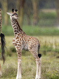 Three-Day Old Giraffe (Giraffa Camelopardalis)  Kenya  Africa