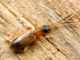 Silvanid Flat Bark Beetle (Telephanus Velox)  Illinois  USA