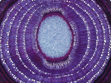 Cross-Section of an Older Ash Stem (Fraxinus)  LM X5