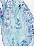Longitudinal Section of the Floral Bud of a Euphorbia  LM X4
