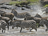 Wildebeests (Connochaetes Taurinus) and Zebras (Equus Burchelli) Crossing the Mara River  Kenya