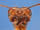 Leaf-Cutter Ant Head (Atta Cephalotes)
