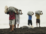 Sustainable Use of the Olive Ridley Sea Turtles (Lepidochelys Olivacea)