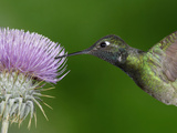 Magnificent Hummingbird (Eugenes Fulgens) Feeding on a Thistle Flower  Arizona  USA