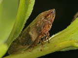 Leafhopper  Order Hemiptera  Family Cicadellidae  New Hampshire  USA