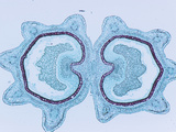 Cross-Section of Poison Hemlock Fruit (Conium)  LM X11