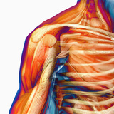 Human Male Shoulder Ball and Socket Joint  Showing Bones and Muscles