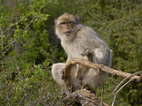 Barbary Macaque (Macaca Sylvanus)  Captive