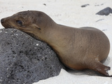 Galapagos Sea Lion (Zalophus Wollebaeki)  Galapagos Islands