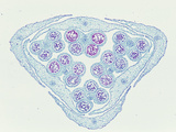 Cross-Section of an Onion (Allium) Floral Bud Through the Anthers  a Monocot  LM X8