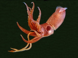 Bioluminescent Cock-Eye Squid (Histioteuthis Heteropsis)