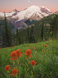 Sunrise with the Moon over Mount Rainier with Paintbrush (Castilleja) Flowers in the Meadow