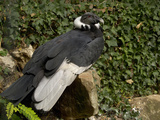Andean Condor (Vultur Gryphus)  Captivity