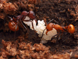 Ant (Aphaenogaster Tennesseensis) with Eggs and Young Larvae