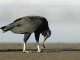 Black Vulture Feeding on an Olive Ridley Sea Turtle Hatchling