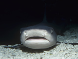 White-Tipped Reef Shark Head  Triaenodon Obesus  Carcharhinidae  Tropical Indo-Pacific