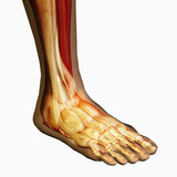 Human Ankle Showing Bones and Muscles