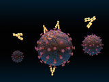 Illustration of Antibodies Surrounding a Virus and Binding to It