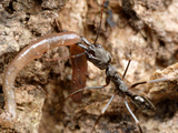 Trap-Jaw Ant (Odontomachus Bauri) Worker with a Captured Earthworm it Is Carrying to the Nest