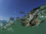 Young Olive Ridley Sea Turtle Struggles Against the Waves to Swim Away from the Coast