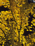 Ginkgo or Maidenhair Tree (Ginkgo Biloba) with Fall Leaves