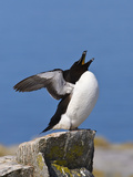 Razorbill (Alca Torda) Stretching and Yawning  Machias Seal Island