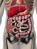 Biomedical Illustration of Crohn's Disease