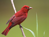 Summer Tanager Male (Piranga Rubra)  Alabama  USA