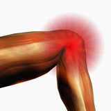 Knee Pain  Human Knee Hinge Joint Showing Bones And Muscles