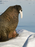 Walrus (Odobenus Rosmarus) Resting on Ice