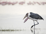 Marabou Stork (Leptoptilos Crumeniferus)  Kenya  Africa