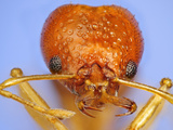 Ant Head Showing the Compound Eyes  Antennae  and Mouthparts (Acanthognathus Brevicornis)
