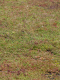 Green Roof Composed of Drought Resistant Sedum Plants Improves Appearance  Insulation  Biodiversity