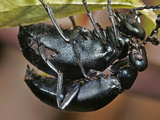 Short-Winged Blister Beetle Pair (Meloe Angusticollis)  Family Meloidae  New Hampshire  USA