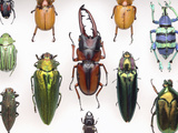 Beetle Collection