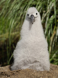 Black-Browed Albatross Chick in the Nest (Diomedea Melanophris)  Falkland Islands