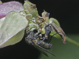 Ambush Bug Pair with Captured Fly Prey (Phymata)  Order Hemiptera  Family Phymatidae  Eastern USA