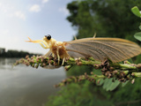 After Landing on Tisza River Bank the Male Long-Tailed Mayfly Starts to Undergoes its Last Molt