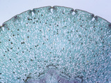 Cross-Section of a Euphorb Stem (Euphorbia)  LM X12