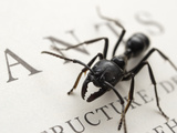 Ants (Dinoponera Australis) Posing on a Page
