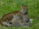 Sri Lankan Leopard (Panthera Pardus Kotiya) Mother with Cubs  Captive