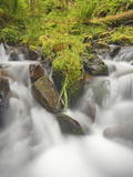 Cascading Stream and Spring Plant Growth in the Hoh Rain Forest  Olympic National Park  Washington