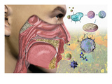 Illustration of the Human Head Showing the Mouth  Nose  and Throat Illustrating Allergy Symptoms