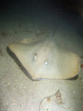 Pointed-Nose Stingray at Night (Himantura Jenkinsii)  Exmouth  Western Australia  Indian Ocean