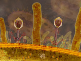Phage Therapy Is the Use of Bacteriophages to Treat Pathogenic Bacterial Infections