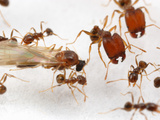 Male Ant (Pheidole Tepicana) with Major and Minor Workers in a Laboratory Colony  Arizona  USA
