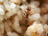 The Hollow Stem of a Cecropia Tree Houses a Colony of Fierce Cecropia Ants (Azteca Alfari)