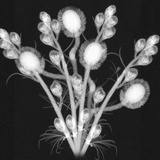 X-Ray of Flowers and Flower Buds